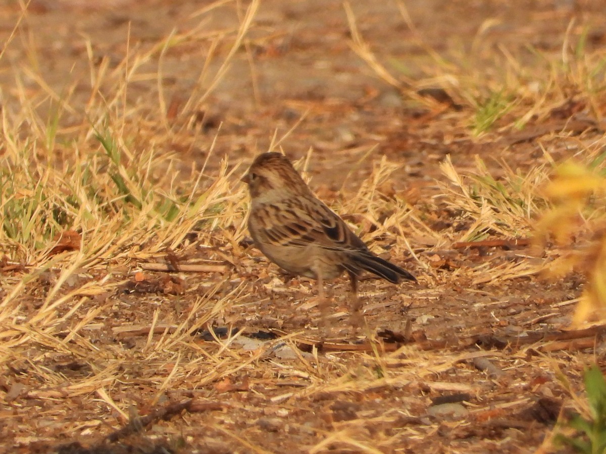 Brewer's Sparrow - ML642464747