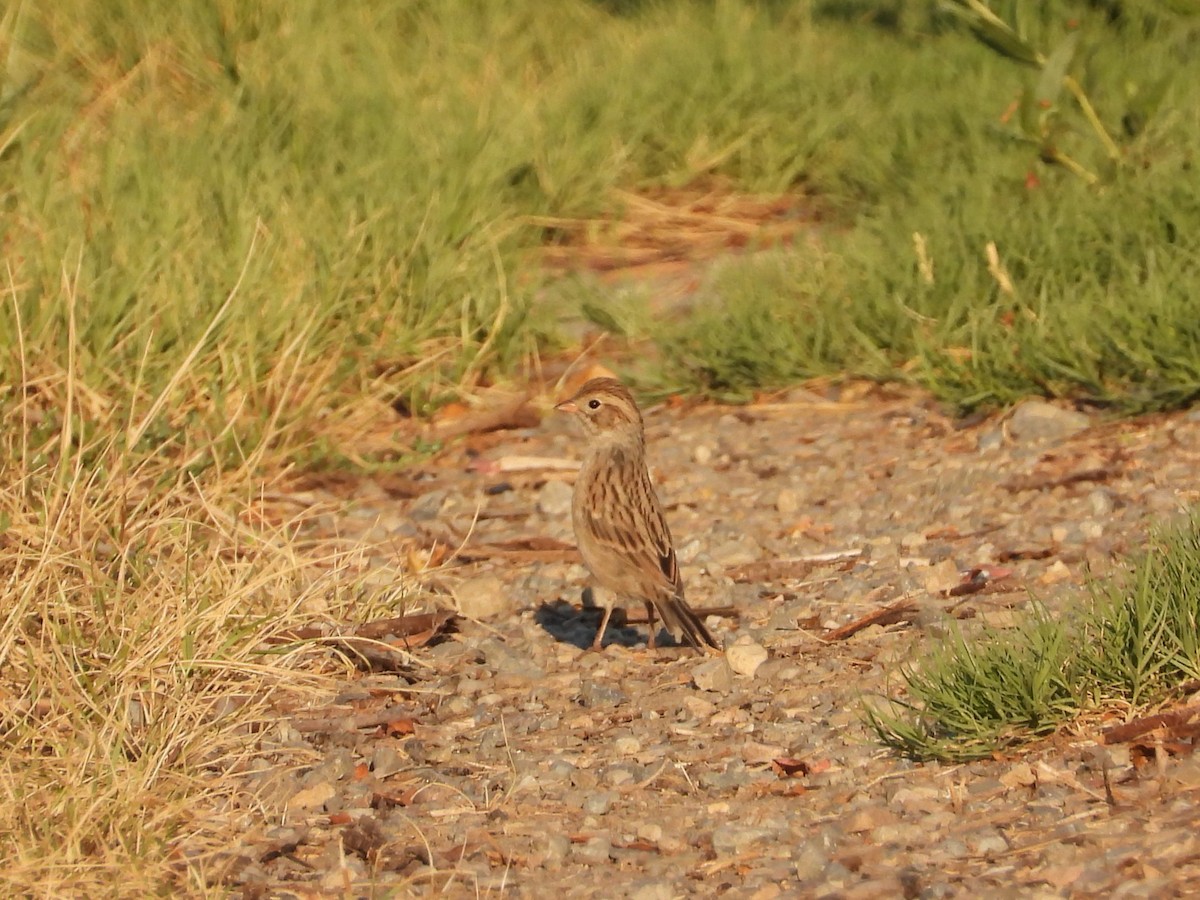 Brewer's Sparrow - ML642464748