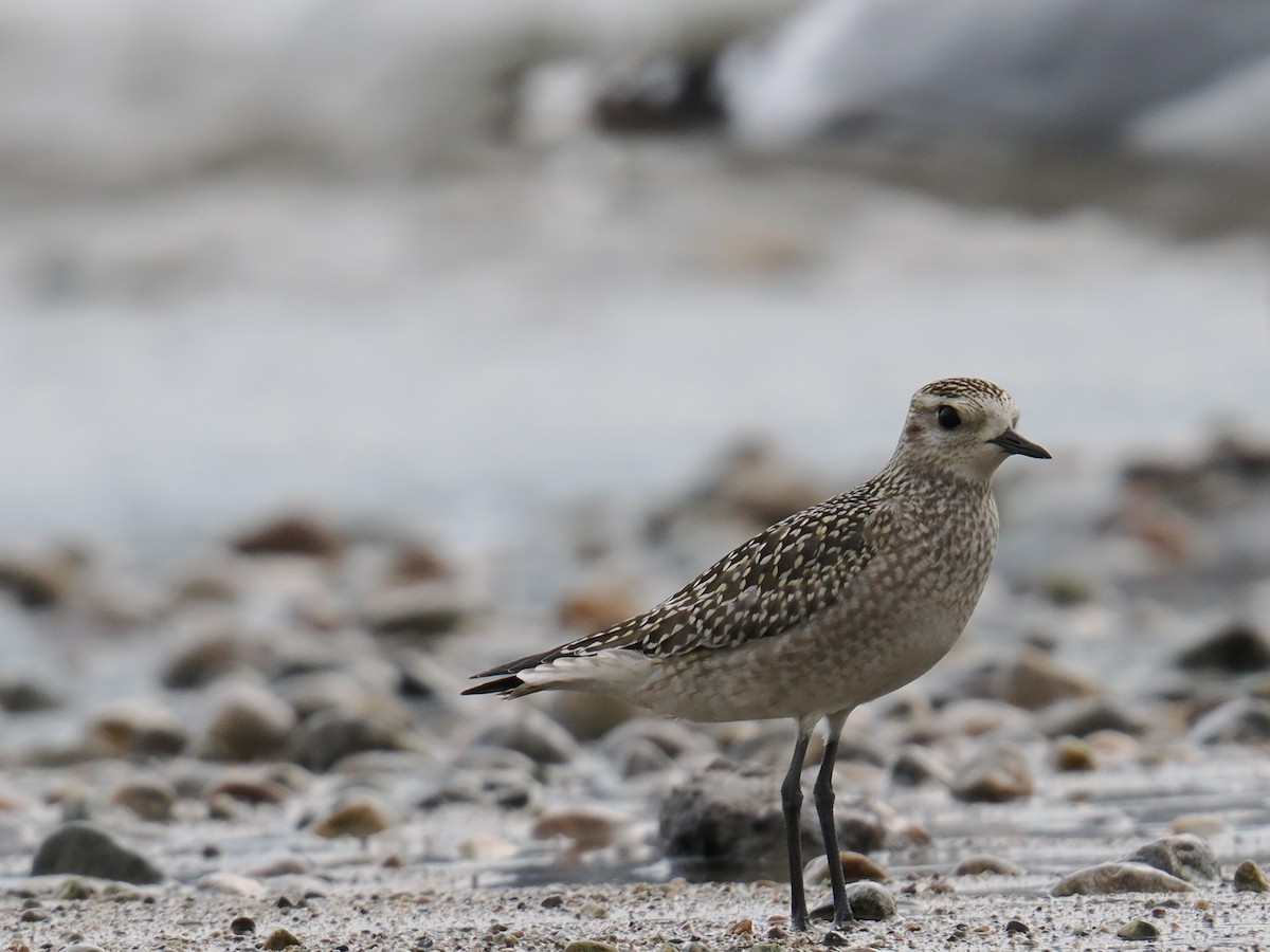 American Golden-Plover - ML642464763