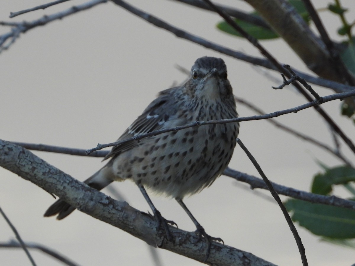 Sage Thrasher - ML642464780