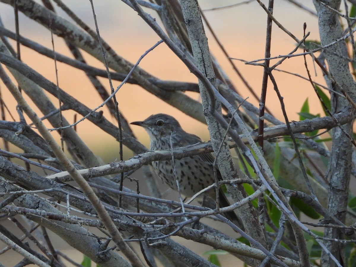 Sage Thrasher - ML642464781