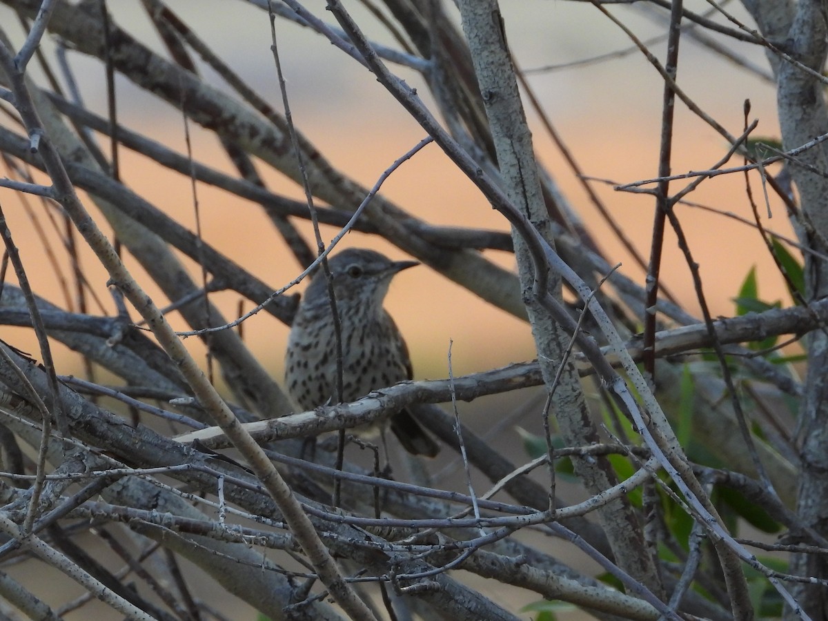 Sage Thrasher - ML642464784