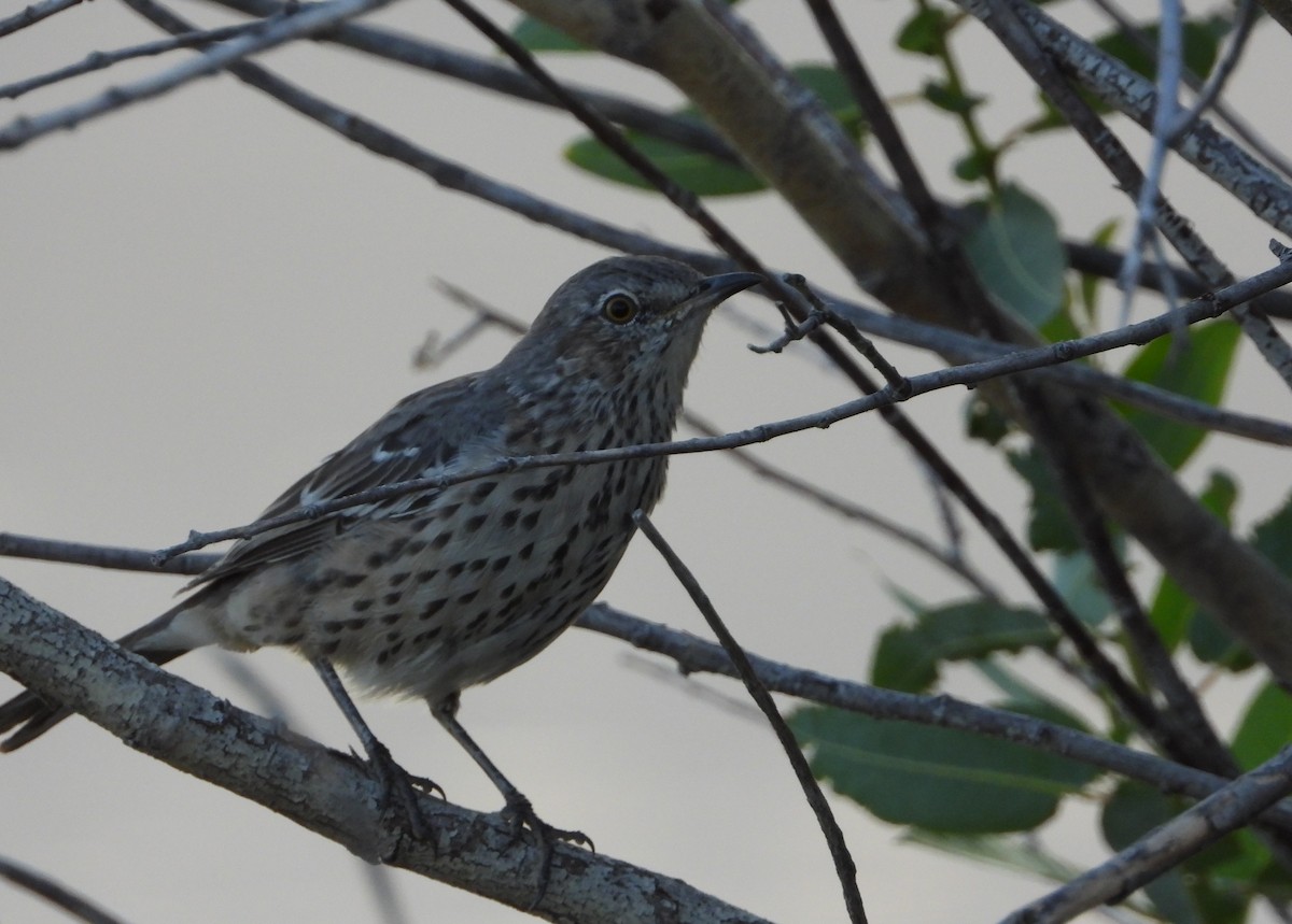 Sage Thrasher - ML642464786