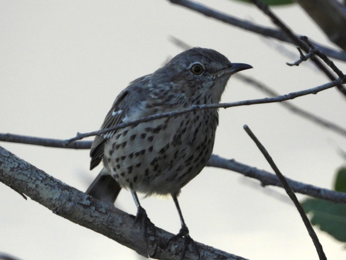Sage Thrasher - ML642464787