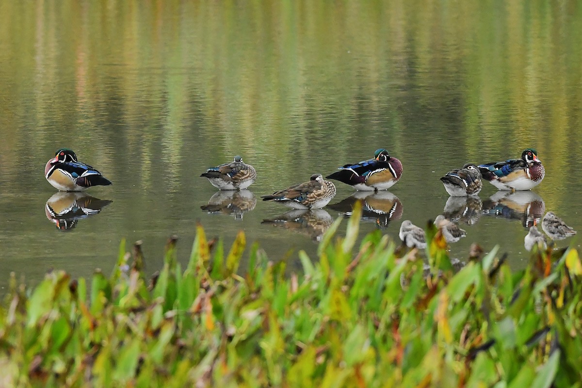 Wood Duck - ML642464792