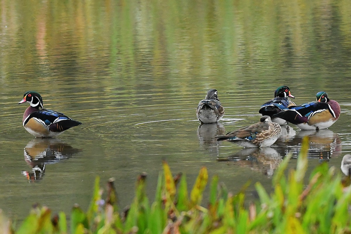 Wood Duck - ML642464793