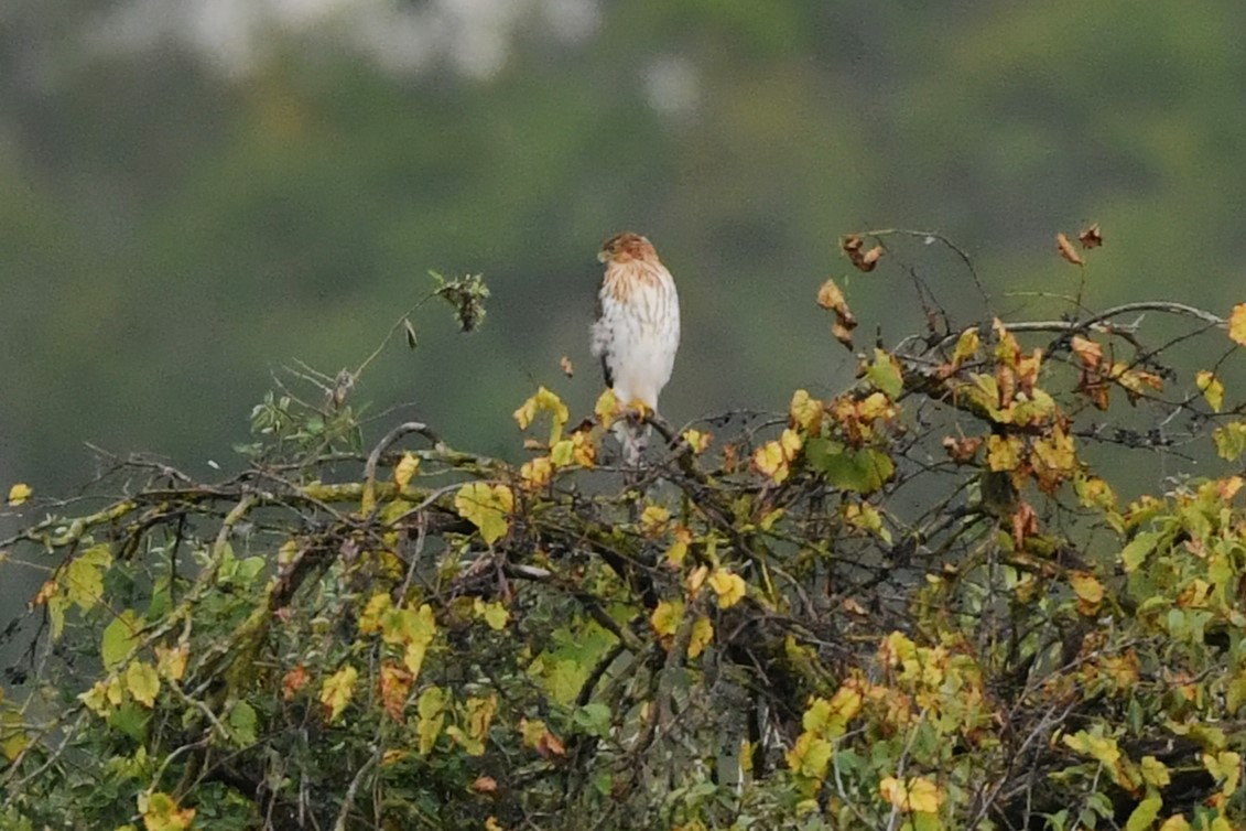 Cooper's Hawk - ML642464804