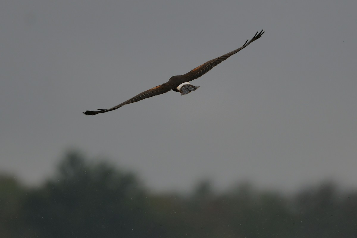Northern Harrier - ML642464807