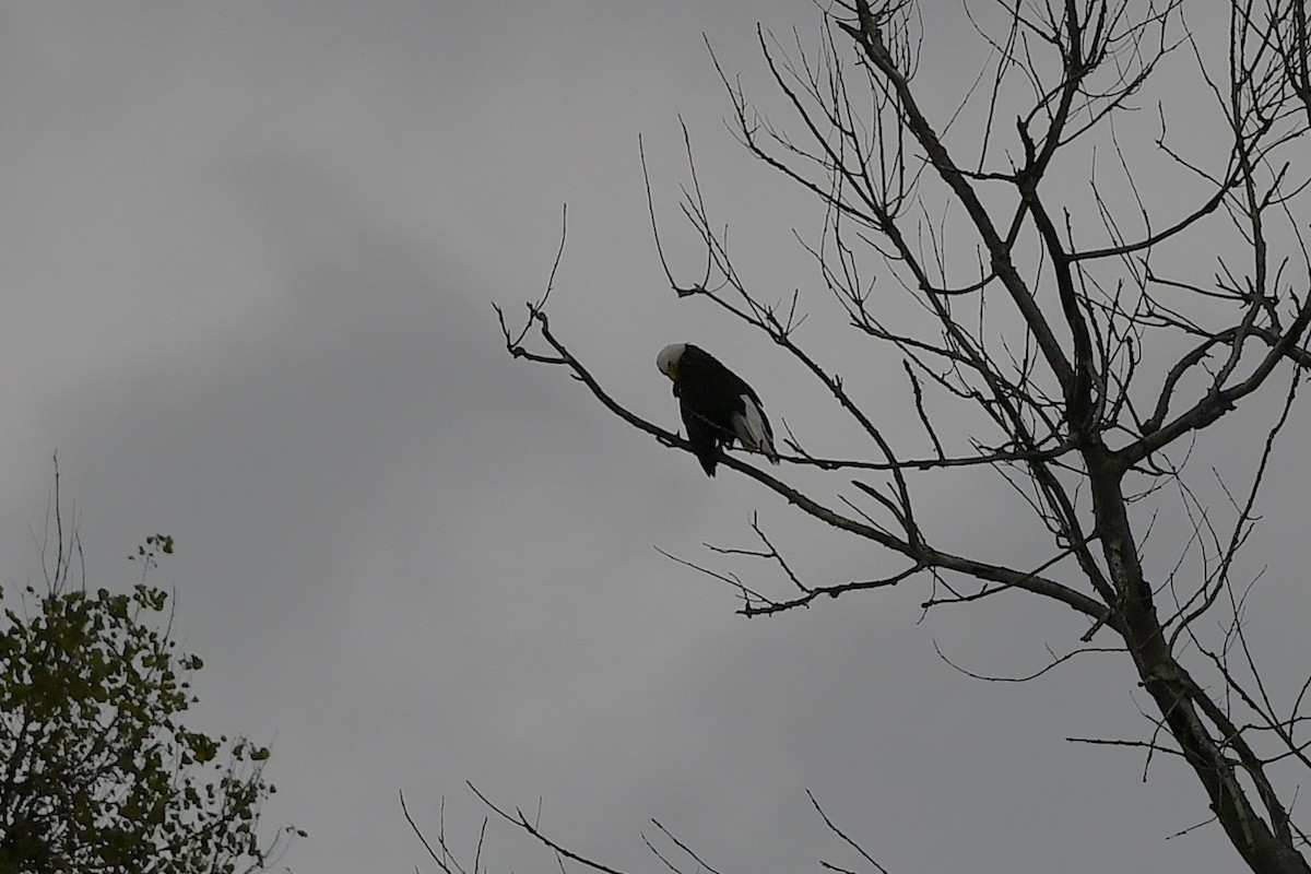 Bald Eagle - ML642464810