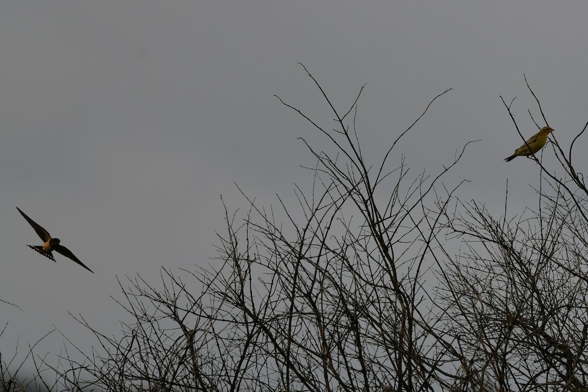 Barn Swallow - ML642464814