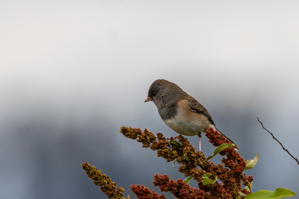 Dark-eyed Junco - ML642464815