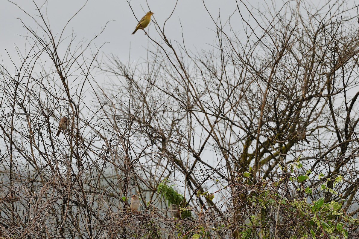 White-crowned Sparrow - ML642464820