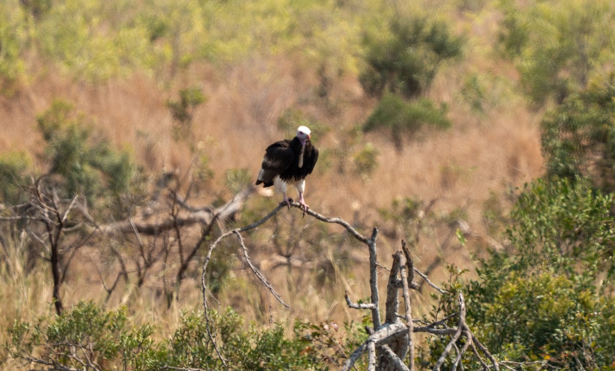 White-headed Vulture - ML642464833