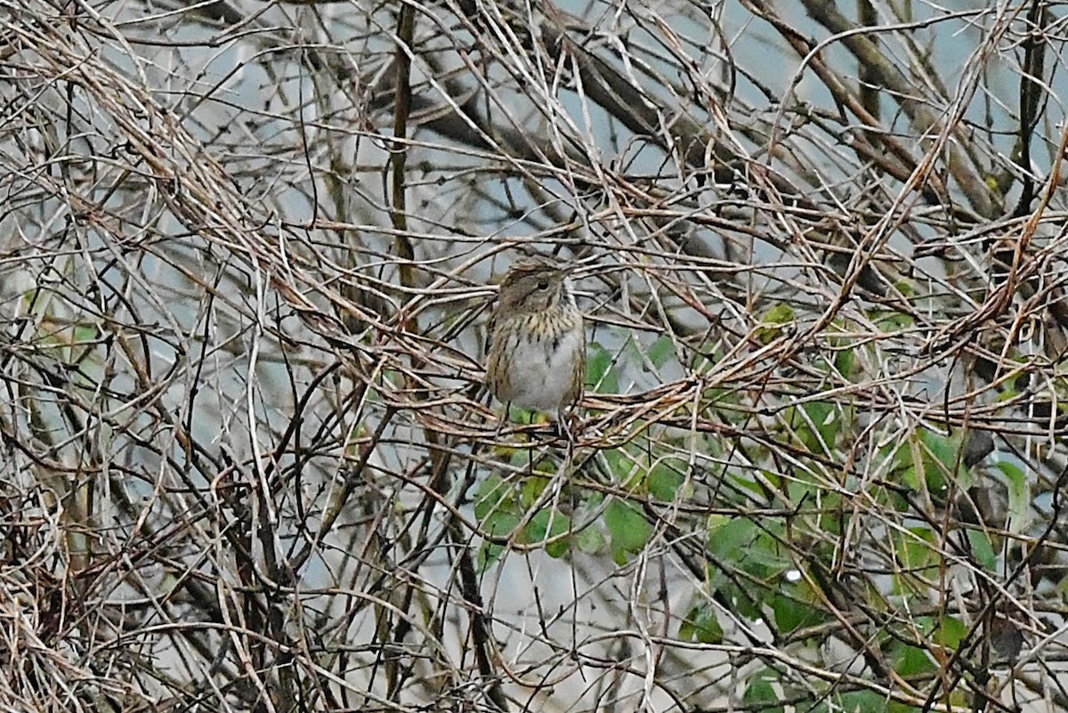 Lincoln's Sparrow - ML642464834