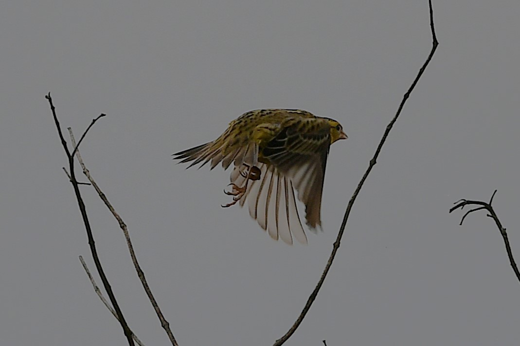 Bobolink - ML642464841