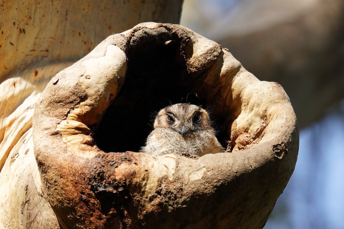 Australian Owlet-nightjar - ML642464853