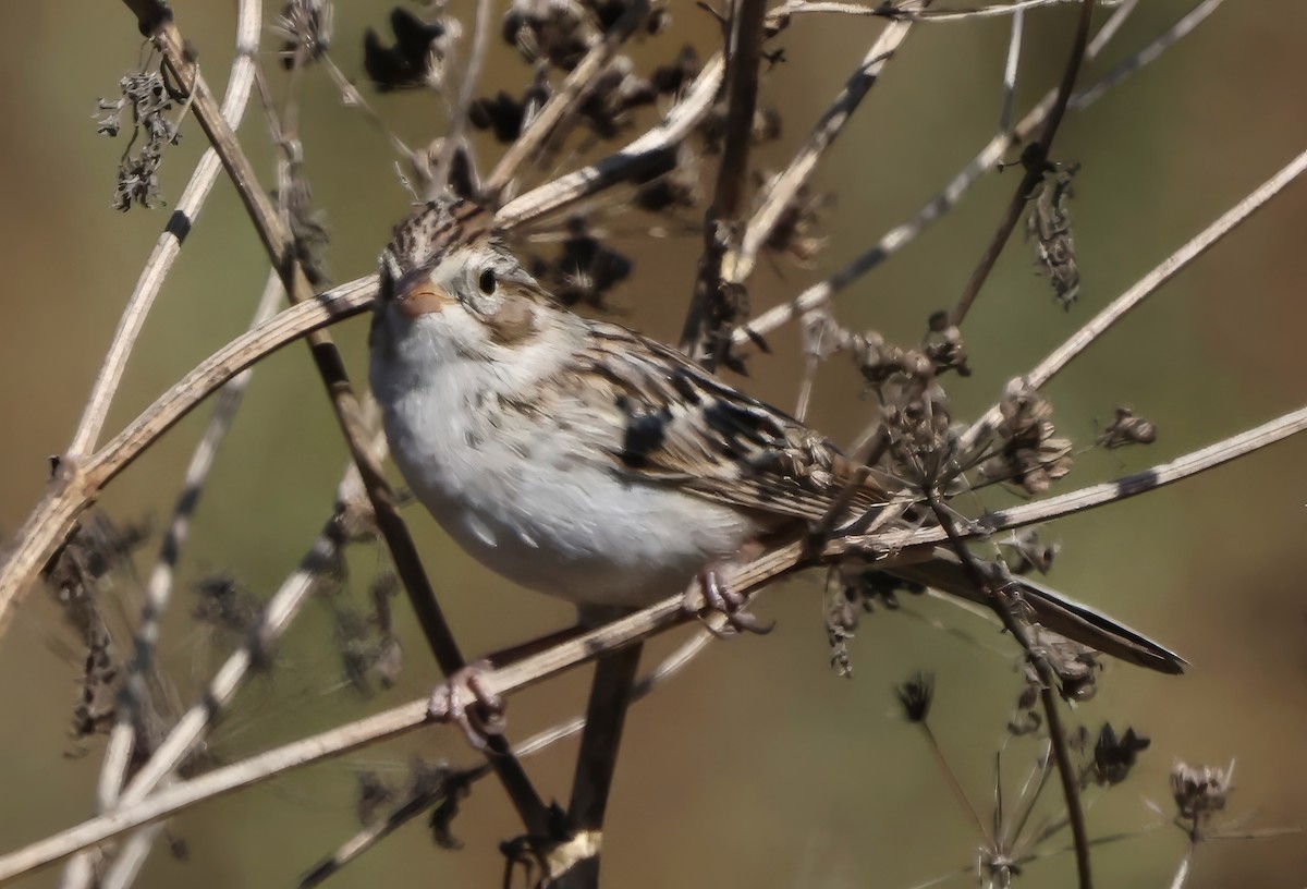 Brewer's Sparrow - ML642464883
