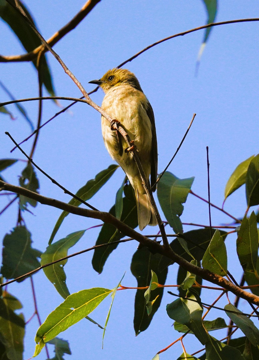 Fuscous Honeyeater - ML642464906