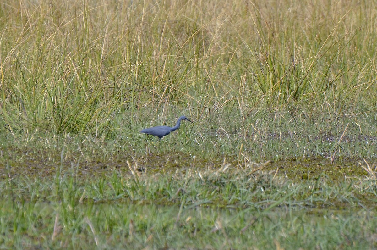 Slaty Egret - ML642464925