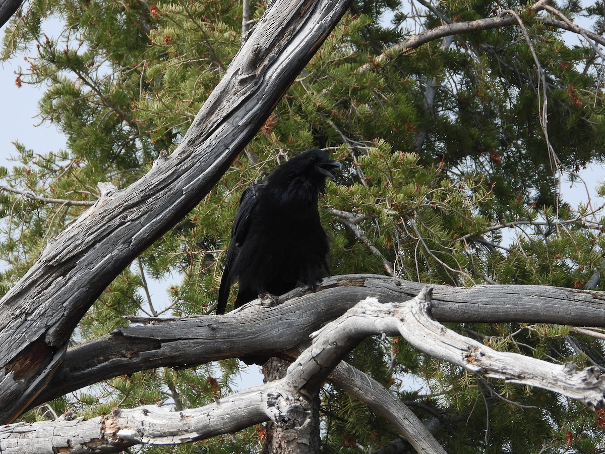 Common Raven - ML642464942