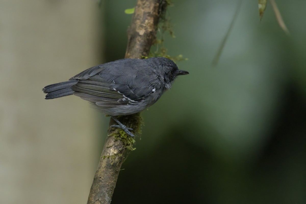 Slaty Antwren - ML642464963
