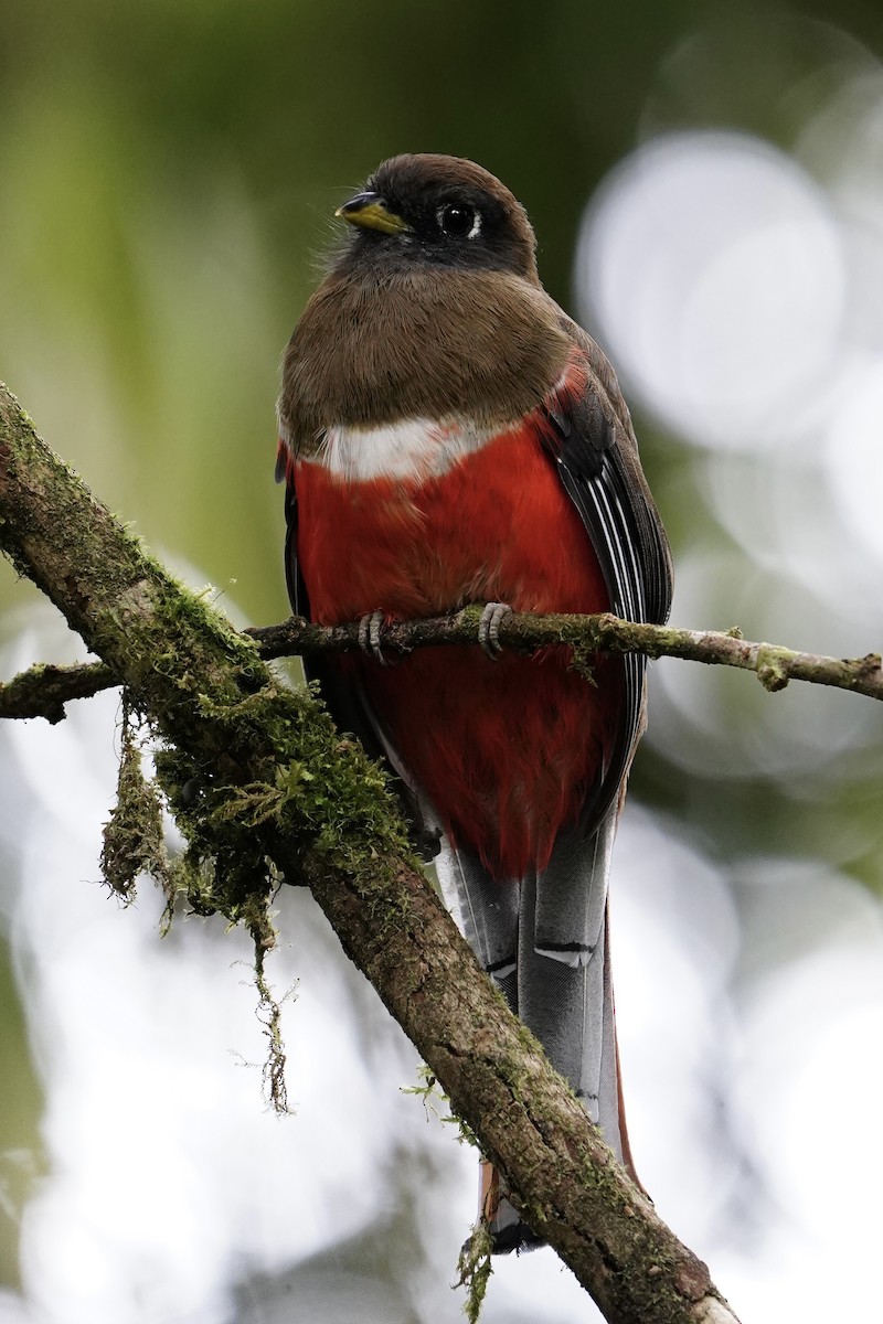 Jungferntrogon - ML642464995