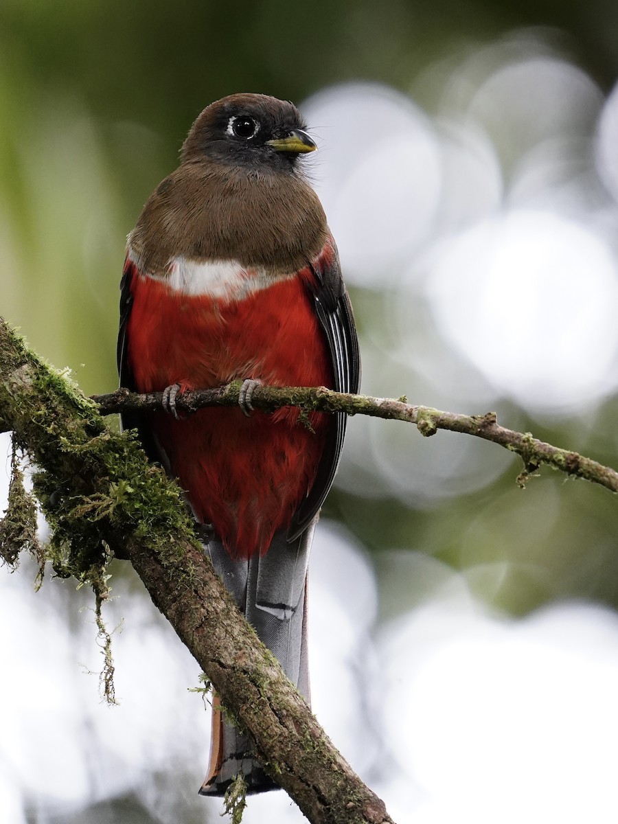 Jungferntrogon - ML642464996