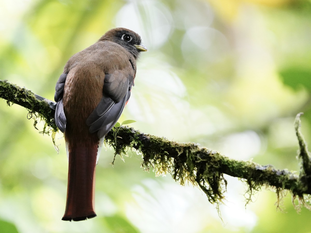 Jungferntrogon - ML642464997