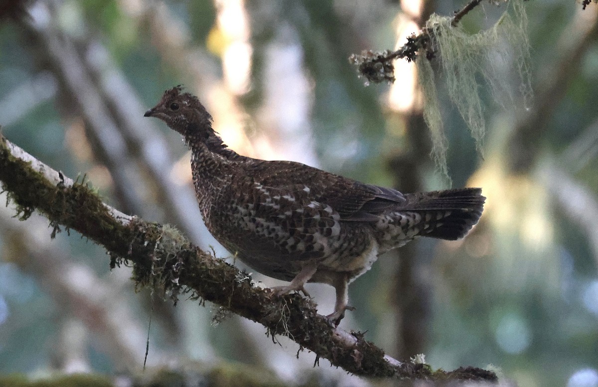 Sooty Grouse - ML642465010