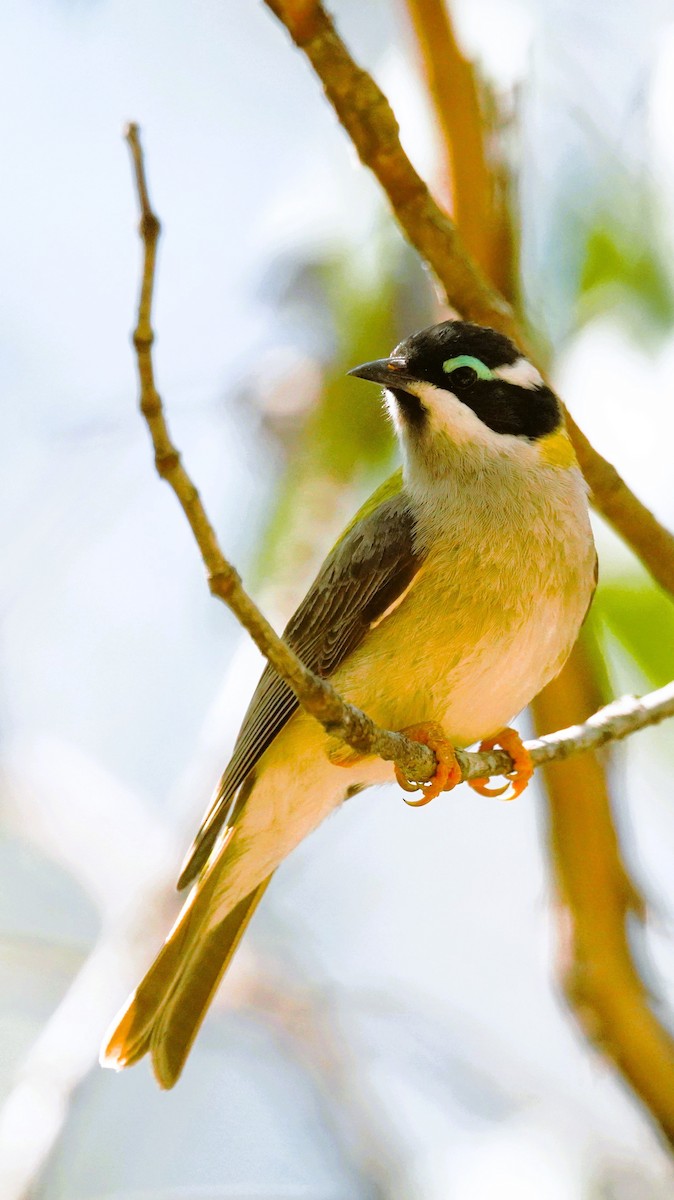 Black-chinned Honeyeater - ML642465026