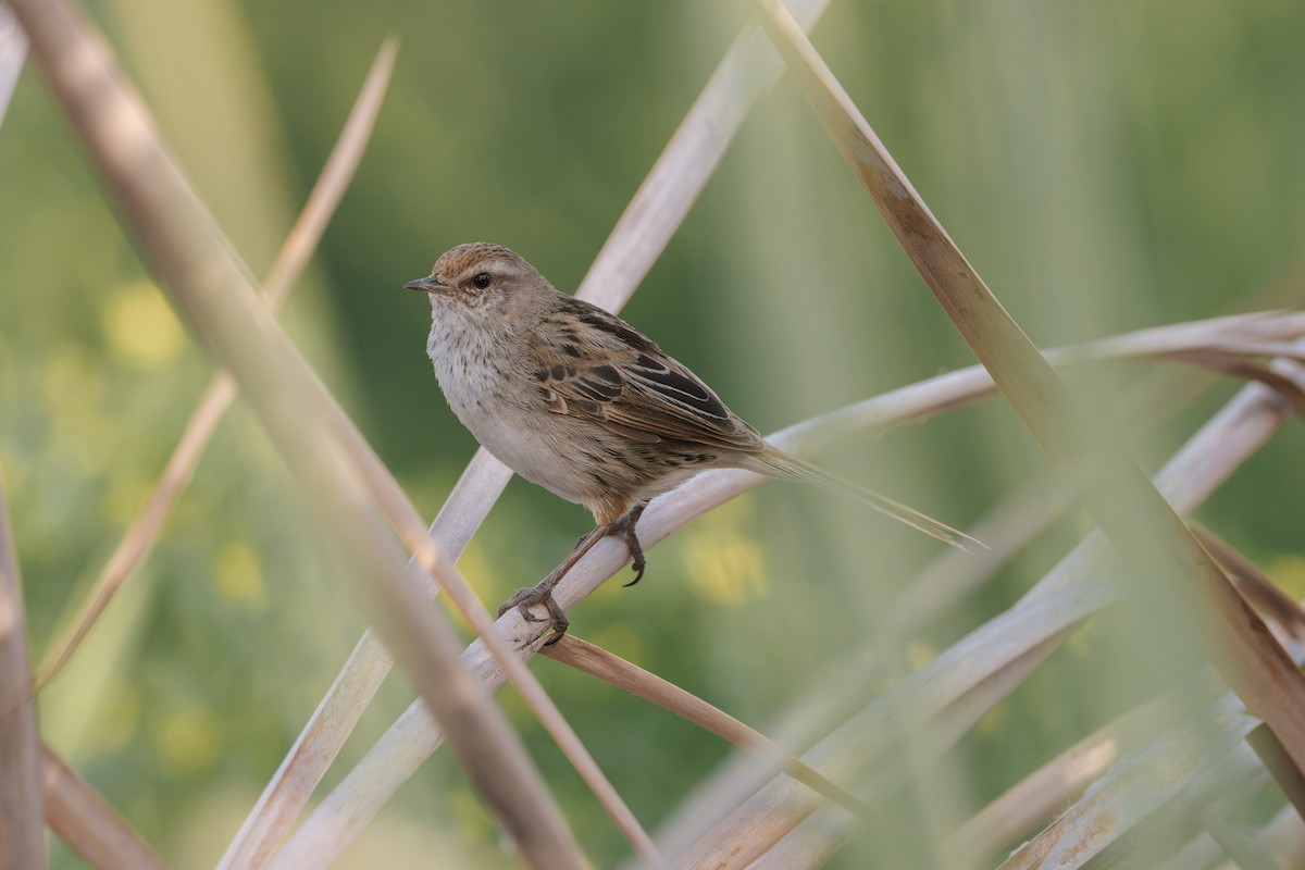 Little Grassbird - ML642465030