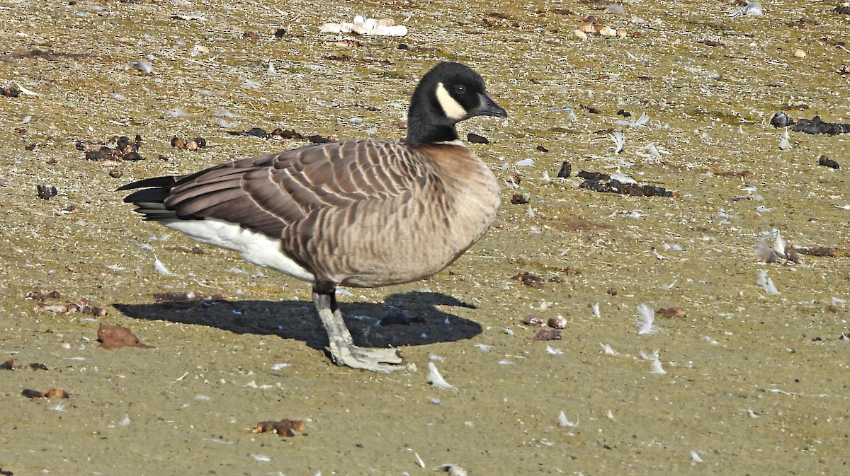 Oca canadese minore - ML642465079