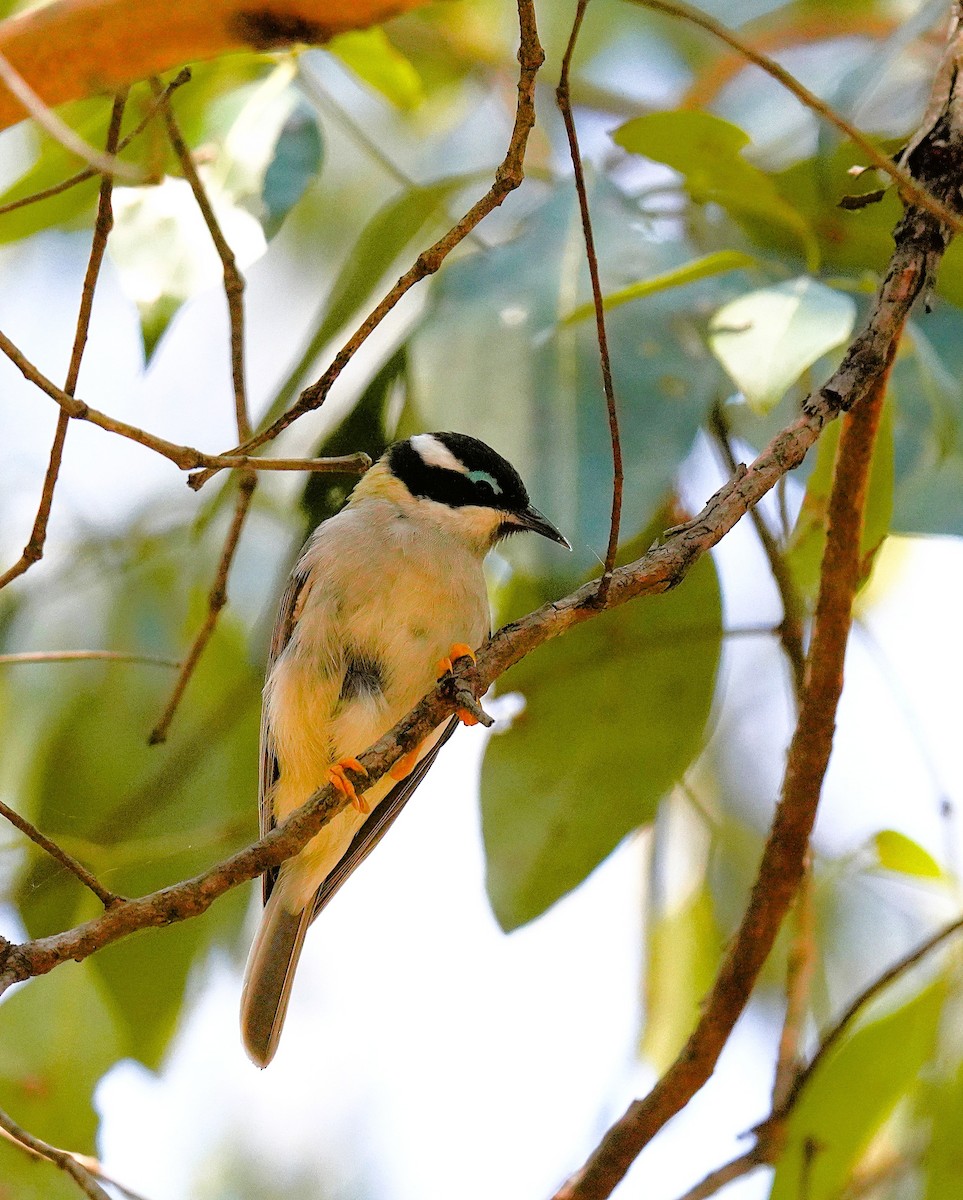 Black-chinned Honeyeater - ML642465093
