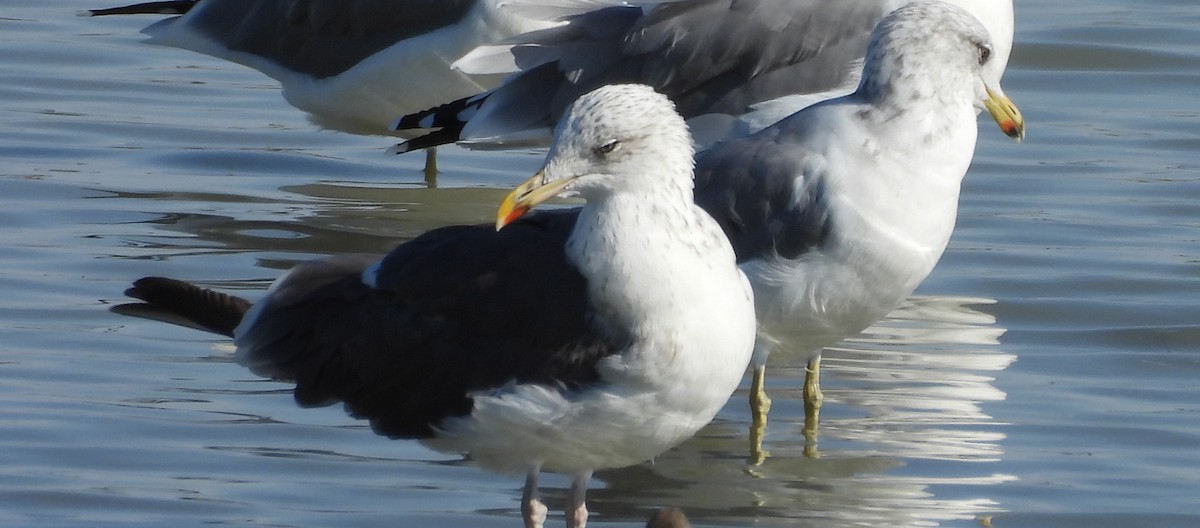 Zafferano - ML642465095