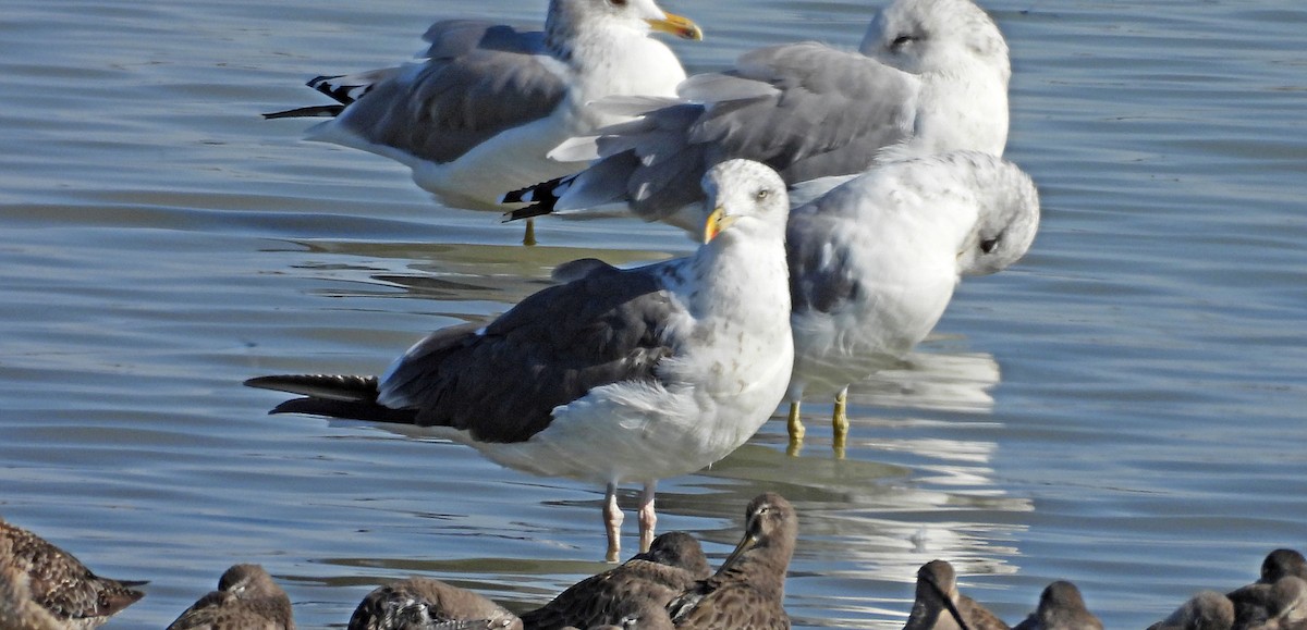 Zafferano - ML642465096