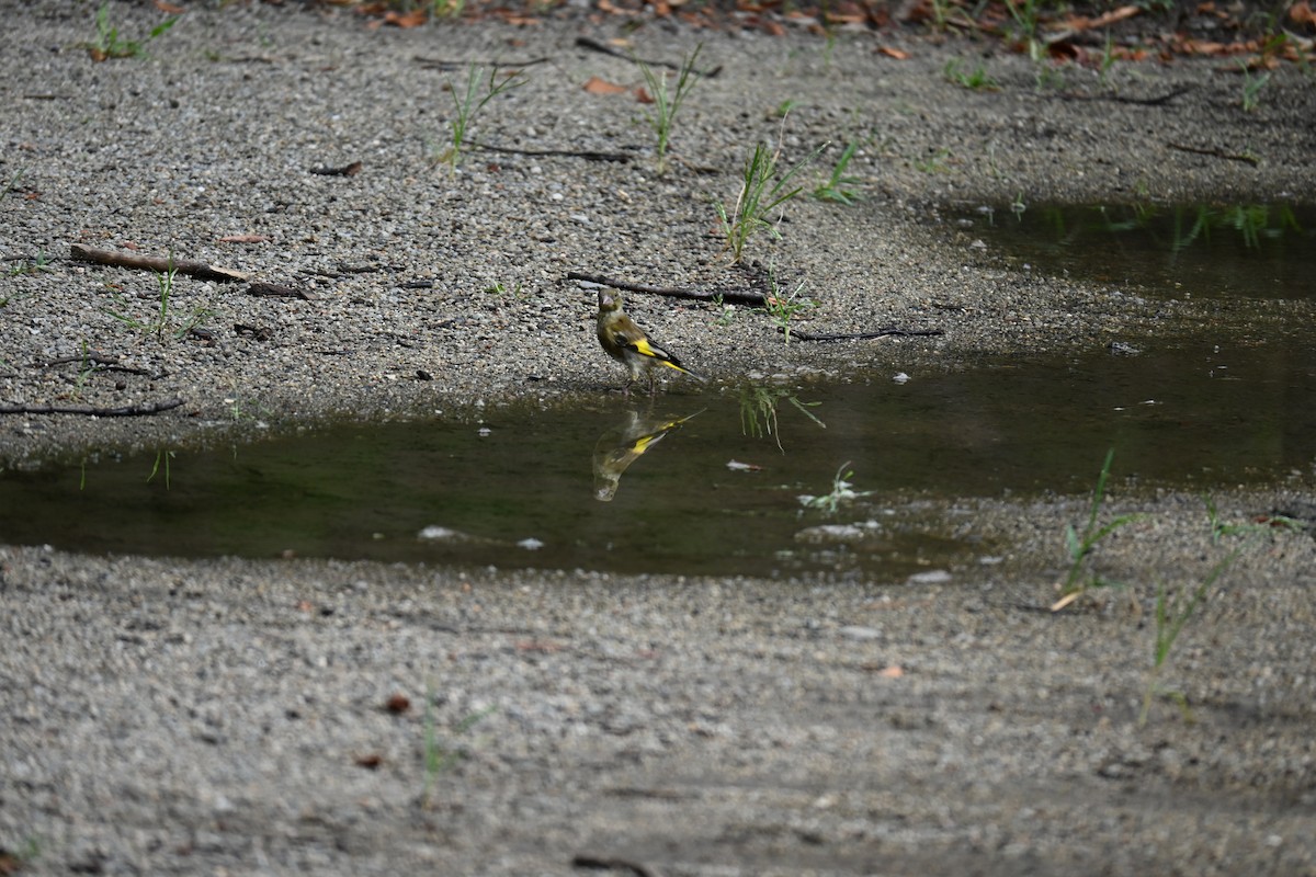 Oriental Greenfinch - ML642465117