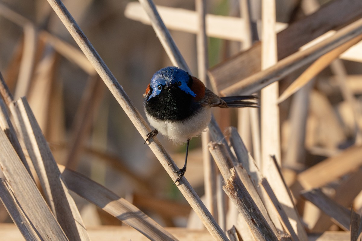 Purple-backed Fairywren - ML642465144