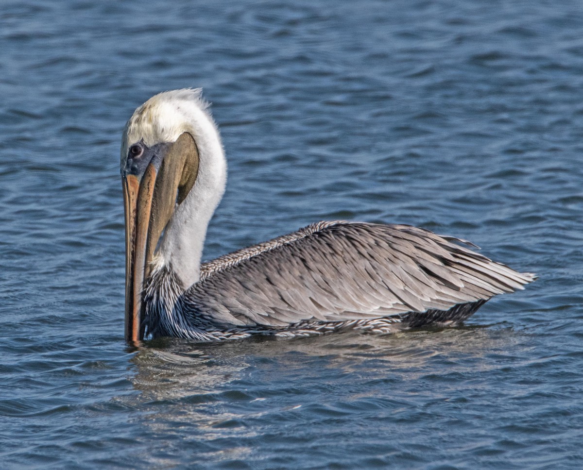 Brown Pelican - ML642465161