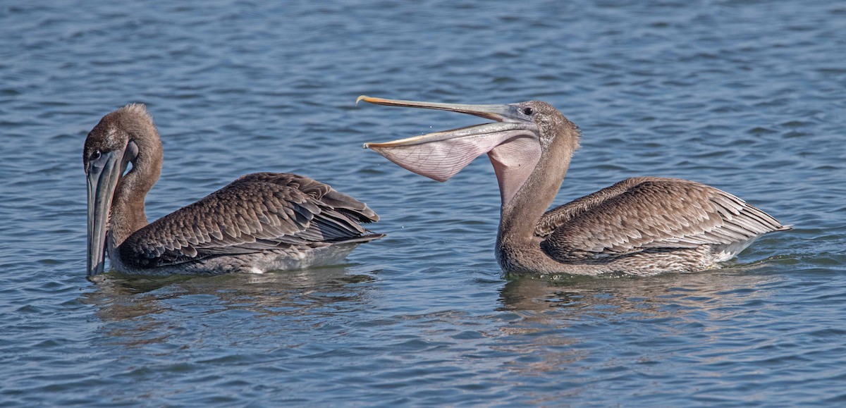 Brown Pelican - ML642465162