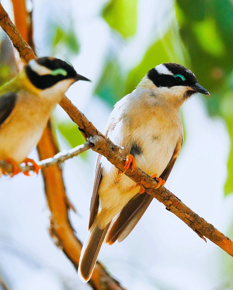 Black-chinned Honeyeater - ML642465163