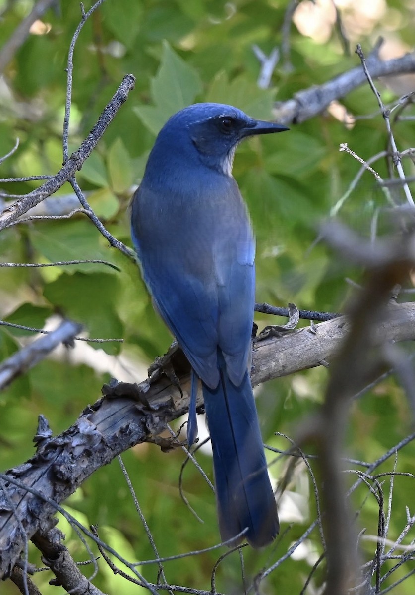 Woodhouse's Scrub-Jay - ML642465194