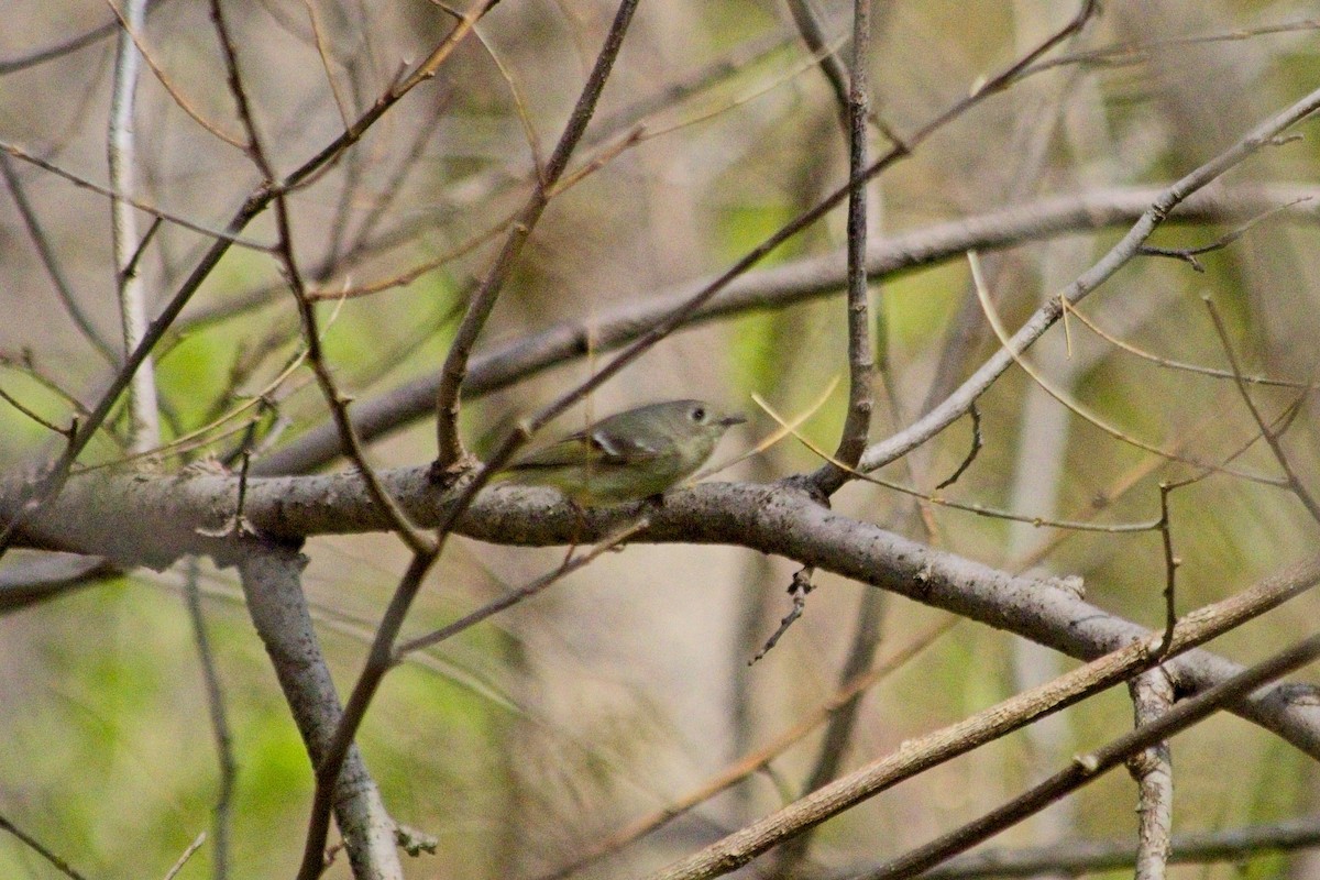 Ruby-crowned Kinglet - ML642465222