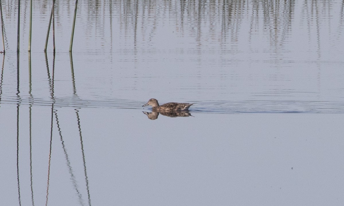 שרשיר - ML642465245