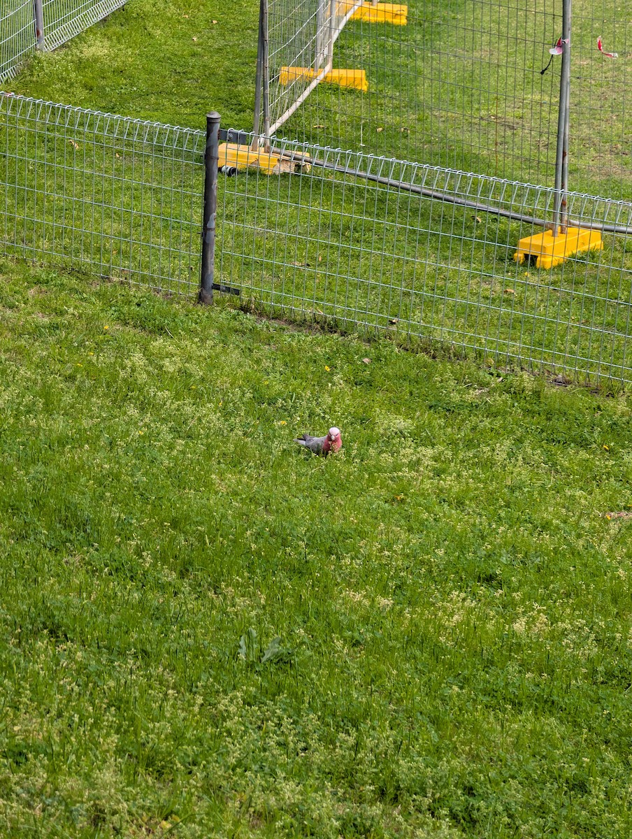Galah - ML642465247