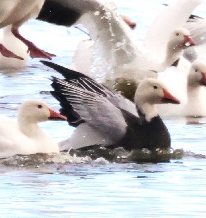 Snow Goose - ML642465268