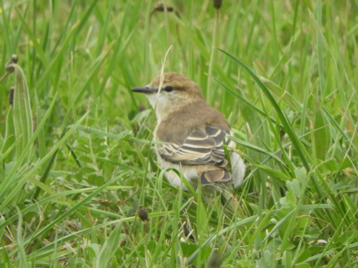 White-winged Triller - ML642465269
