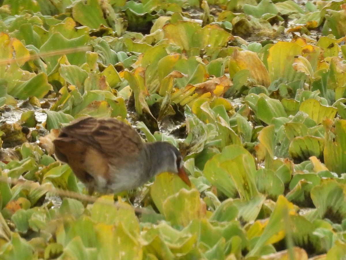 White-browed Crake - ML642465279