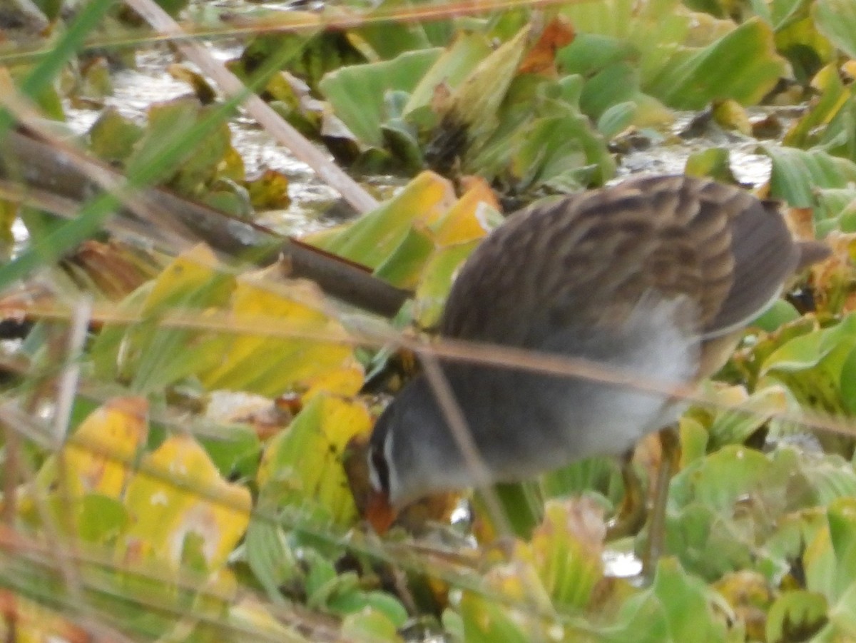 White-browed Crake - ML642465280