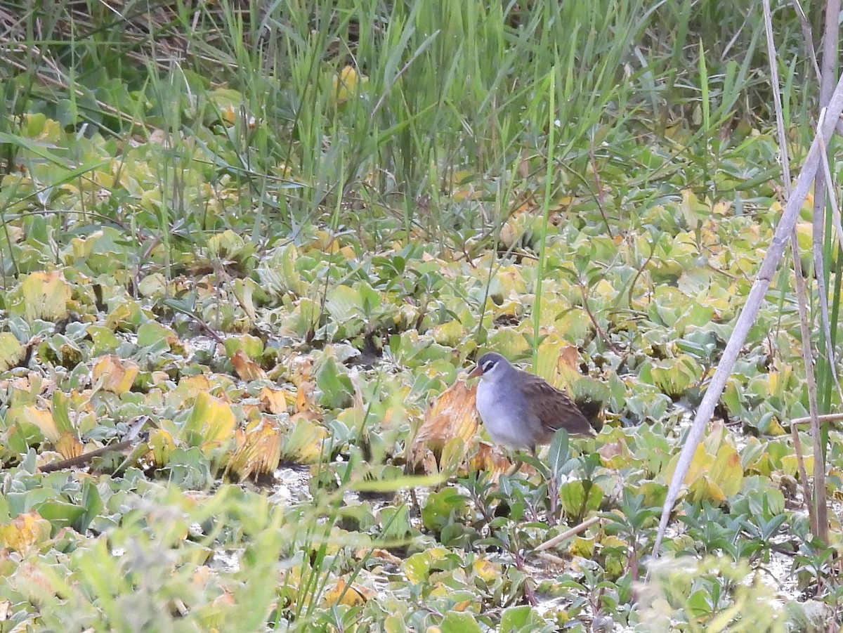 White-browed Crake - ML642465281