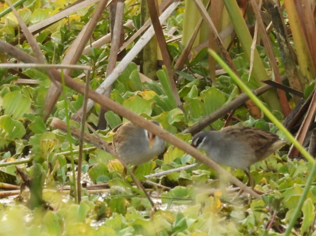 White-browed Crake - ML642465282